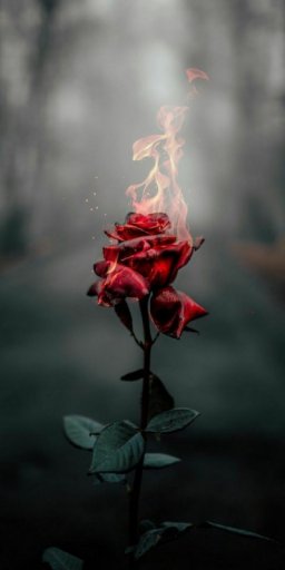 горящий цветок — ванова
